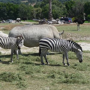 mixed species area africam safari