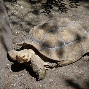 sulcata tortoise africam safari