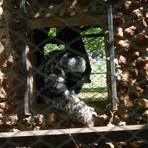 monk saki brasilia zoo