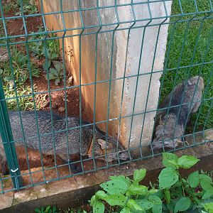 hoary foxes brasilia zoo