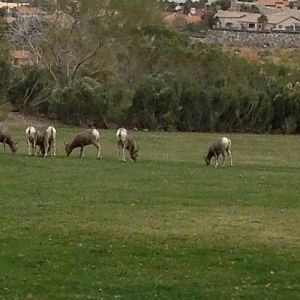 Desert Bighorn Sheep