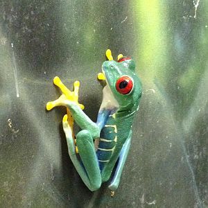 Oct. 2013 - The RainForest - Red-eyed Green Tree Frog