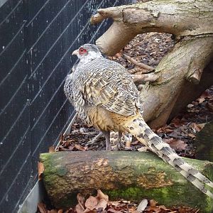 Cheer pheasants, November 2013.