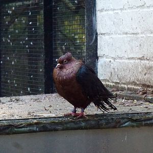 Pickering Park pigeon, November 2013.