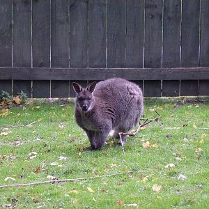 West Park wallaby, November 2013.