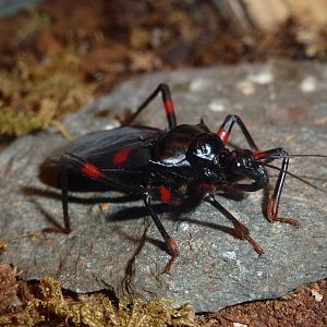 Mombo assassin bug, November 2013.
