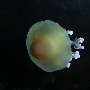 Fried-egg jellyfish, October 2013.