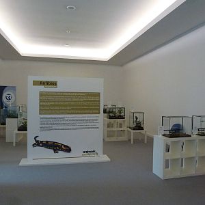 Animais exoticos - Amphibians, November 2013.