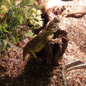 Animais exoticos - Beaver-tailed agama, November 2013.