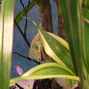 Animais exoticos - Halmahera giant gecko, November 2013.
