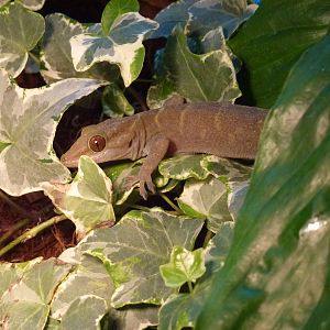 Animais exoticos - Vietnamese golden gecko, November 2013.