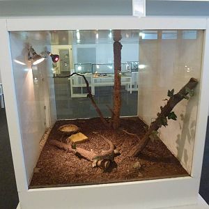 Animais exoticos - Yellow-spotted monitor enclosure, November 2013.