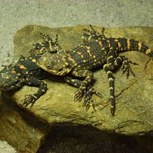 Animais exoticos - Black Stellagama, November 2013.