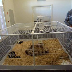 Animais exoticos - Skunk enclosure, November 2013.