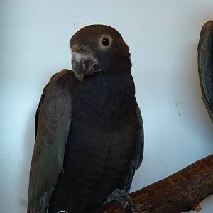 Animais exoticos - Vasas, November 2013.