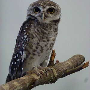 Animais exoticos - Spotted owlet, November 2013.