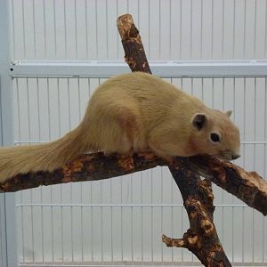 Animais exoticos - Variable squirrel, November 2013.