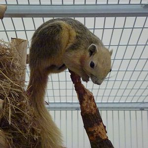 Animais exoticos - Variable squirrel, November 2013.