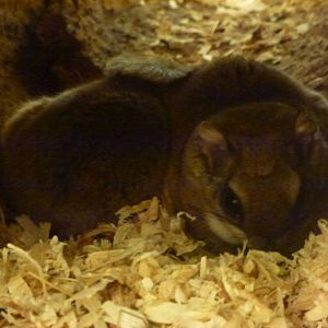 Animais exoticos - Southern flying squirrel, November 2013.