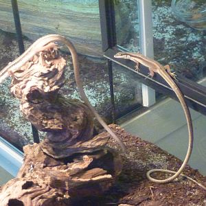 Animais exoticos - Long-tailed lizards, November 2013.
