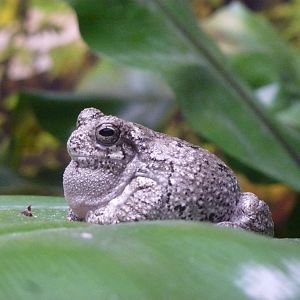 Gray tree frog, November 2013.