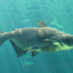 Fish Files: Mekong Giant Catfish