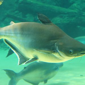 Fish Files: Iridescent Shark