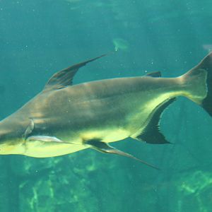 Fish Files: Hi-Fin Catfish