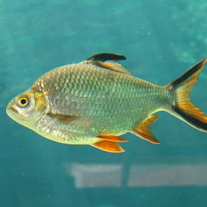 Fish Files: Tinfoil Barb