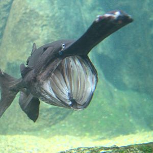 Fish Files: Mississippi Paddlefish