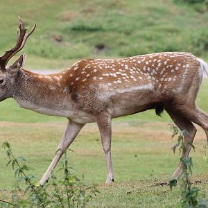 Deer species ID needed