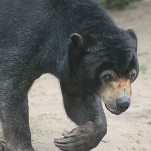 Sun bear
