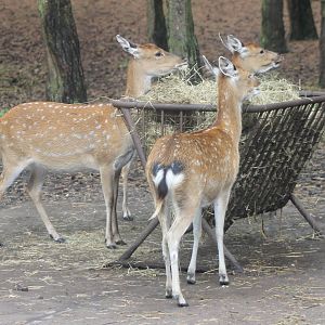 Vietnam sika deer