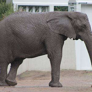 African elephant