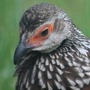Yellow-throated francolin