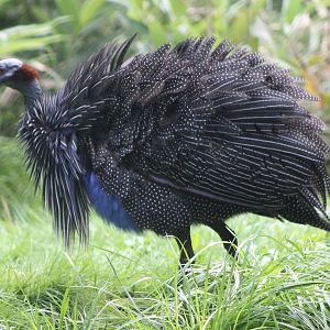 Vulturine Guineafowl