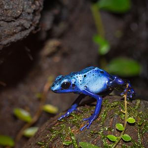 Blue poison dart frog - Dendrobates tinctorius 'azureus'