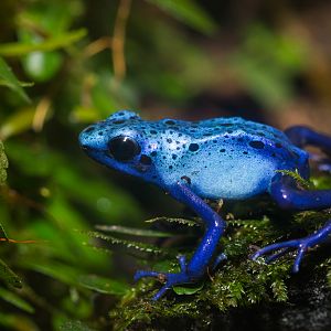Blue poison dart frog - Dendrobates tinctorius 'azureus'