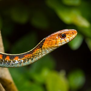 Red-spotted garter snake - Thamnophis sirtalis concinnus