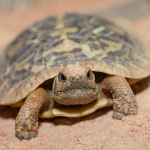 Pancake tortoise - Malacochersus tornieri