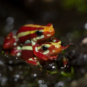Phantasmal poison frog - Epipedobates tricolor