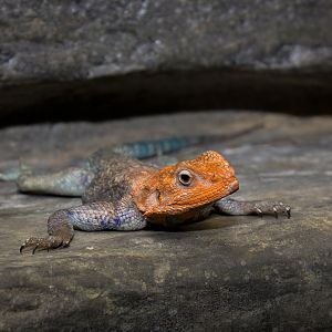 Red-headed rock agama - Agama agama