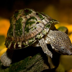 Razor-backed musk turtle - Sternotherus carinatus