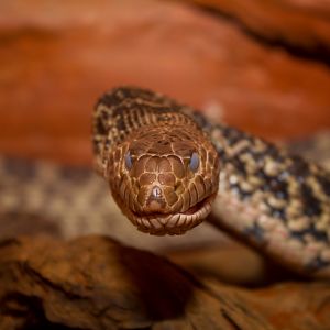 Bullsnake - Pituophis catenifer sayi