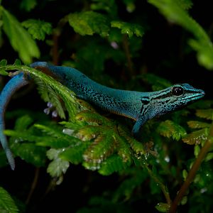 William's dwarf gecko - Lygodactylus williamsi