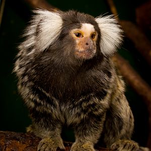 Common marmoset - Callithrix jacchus
