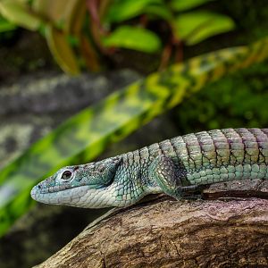 Arboreal alligator lizard - Abronia graminea
