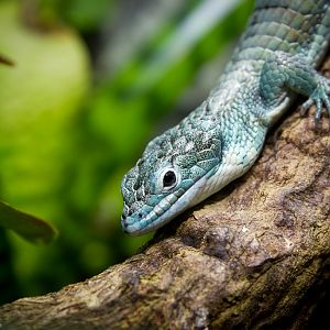 Arboreal alligator lizard - Abronia graminea