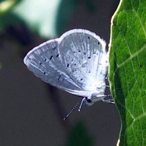 Holly Blue (Celastrina argiolus)
