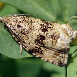 Common Marble (Celypha lacunana)